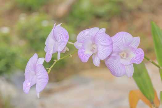 Beautiful pink orchid blooming on a branch with blurry green leaf in the garden