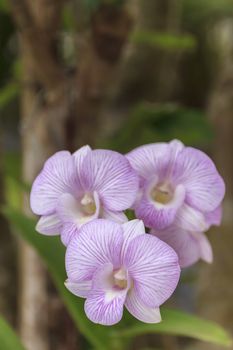 Beautiful pink orchid blooming on a branch with blurry green leaf in the garden