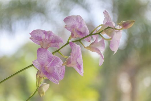 Beautiful pink orchid blooming on a branch with blurry green leaf in the garden