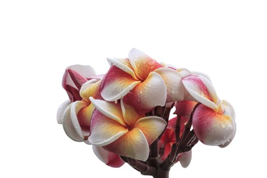 Frangipani flower isolated on white background with clipping path