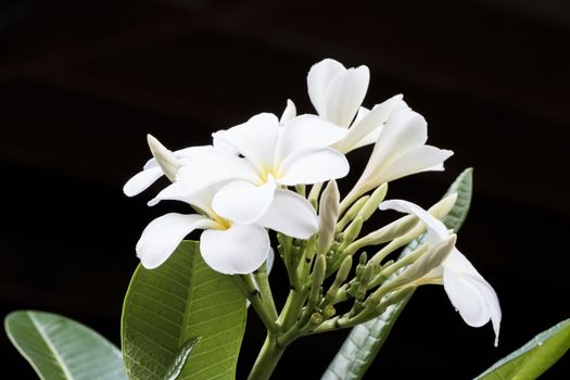 White frangipani flower on black background