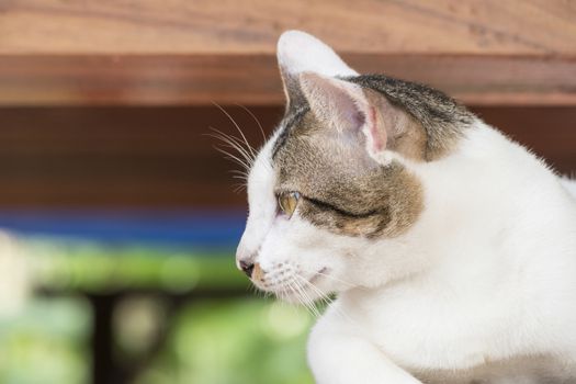 Portrait of cute male Thai cat