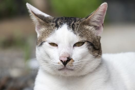 Portrait of cute male Thai cat