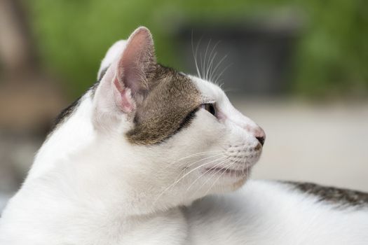 Portrait of cute male Thai cat