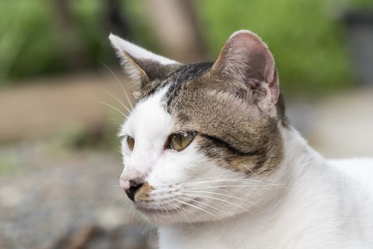 Portrait of cute male Thai cat