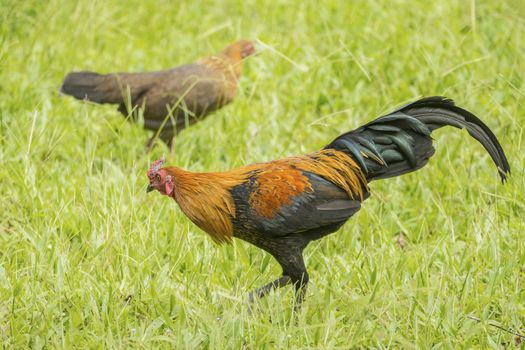 Cock and hen walks on green grass field