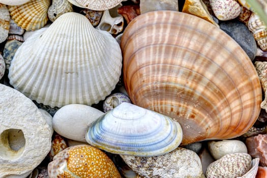 Detail of the pebble stones and scallops and shells