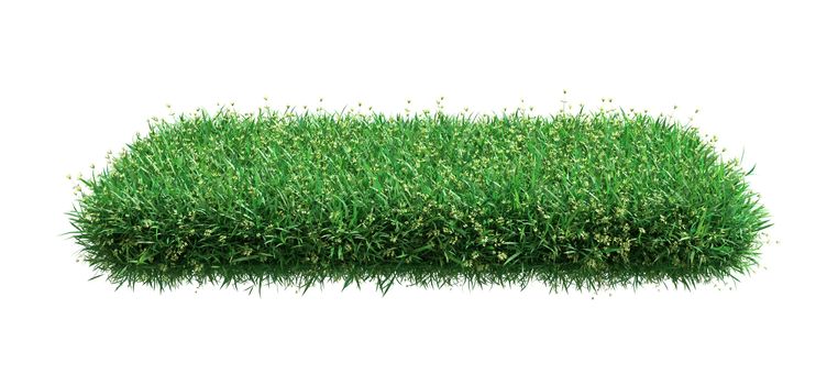 Square of green grass field over white background. 3D illustration