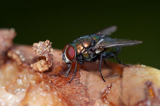 Macro shot of the insect - fly