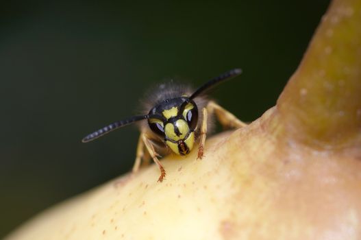 Detail of the yellow jakcket - wasp