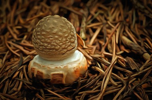 Detail of the sacred mushroom - blusher - poisonous mushroom - toadstool spissa