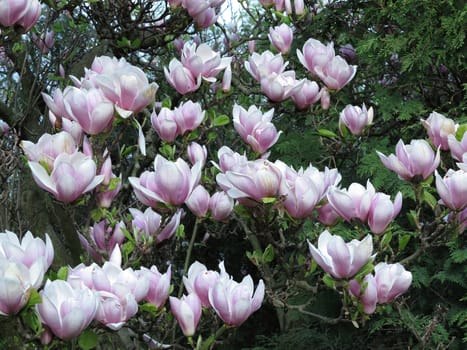 Image of the branches of the blooming magnolia