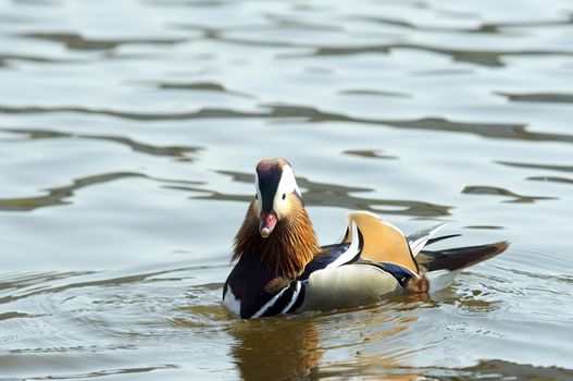 Mandarin duck floating on the water