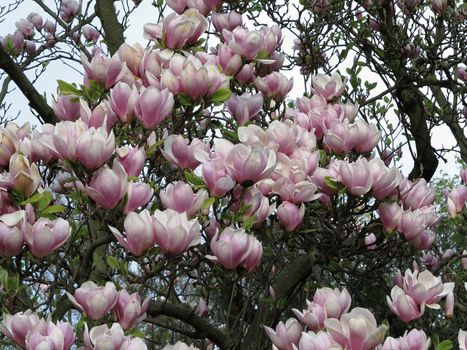 Image of the branches of the blooming magnolia