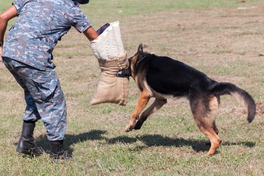 Soldiers from the K-9 dog unit works with his partner to during a demonstration Training