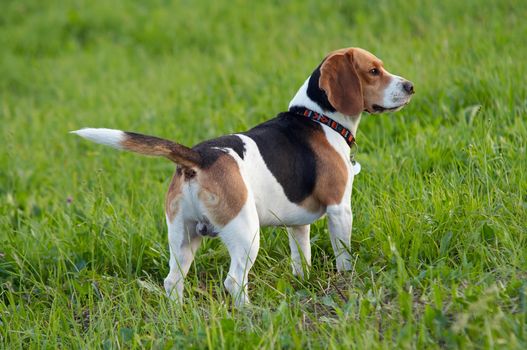 Image of the English Beagle on the meadow