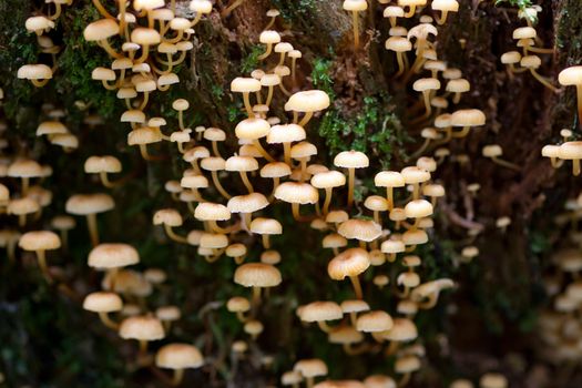 Detail of the clump of mushrooms on a rotten tree stump