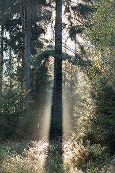 Image of the spruce tree in morning backlight