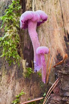Detail of the amethyst deceiver - edible mushroom
