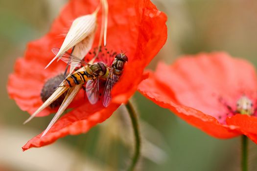 Detail of the Hoverflies on wolf poppy