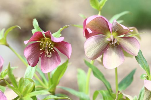 Macro image of the blooming flowers