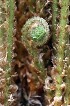 Macro shot of the fern sprout