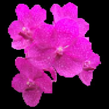 Illustration pixel of pink orchid flower isolated on black background