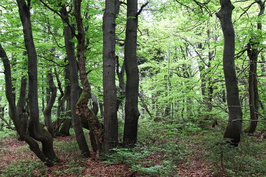 Twisted trunks of beech trees - old beech forest, Czech republic