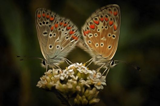 Contact - detail of the butterflies on a plant