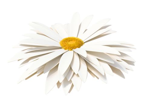 Chamomile. Beautiful white flower isolated on white background. 3D Illustration