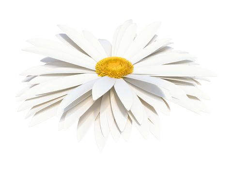 Chamomile flower isolated on white. For greeting cards and invitations of wedding, birthday, mother's day, holiday. 3D illustration