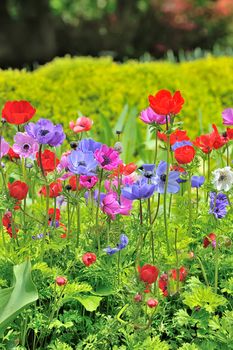 Anemone flowers on field in spring time