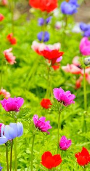 Anemone flowers on field in spring time