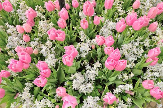 tulips flowers in park in spring time