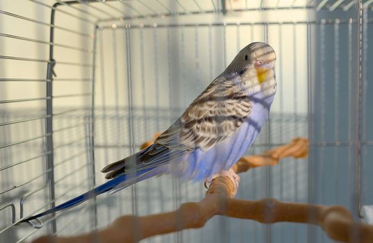 Indigo Budgerigar parrot in his cage