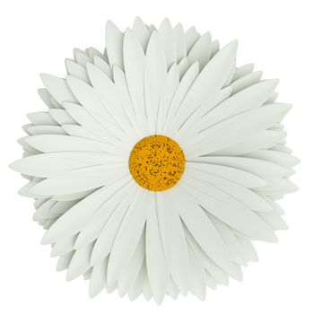 Chamomile flower, isolated on white background. Top view. Summer symbol for your design. 3D illustration