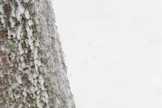 Freezing rain or sleet covered the trees and surface in a park forest