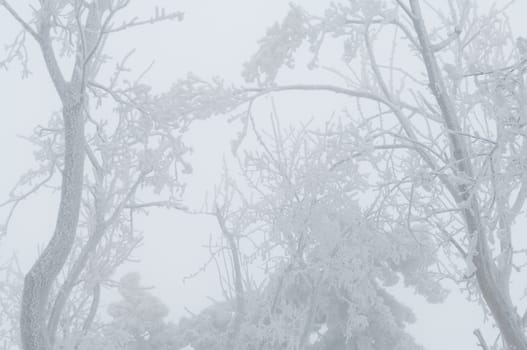 Freezing rain or sleet covered the trees and surface in a park forest