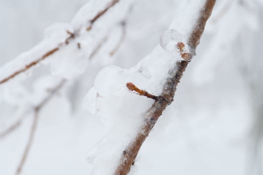 Freezing rain or sleet covered the trees and surface in a park forest