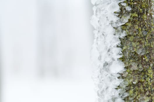 Freezing rain or sleet covered the trees and surface in a park forest