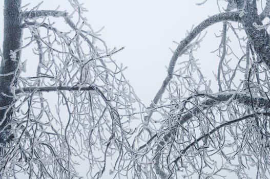 Freezing rain or sleet covered the trees and surface in a park forest