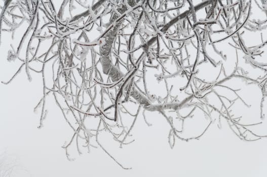 Freezing rain or sleet covered the trees and surface in a park forest