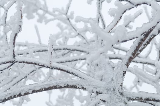 Freezing rain or sleet covered the trees and surface in a park forest