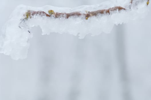 Freezing rain or sleet covered the trees and surface in a park forest