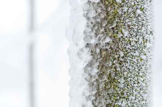 Freezing rain or sleet covered the trees and surface in a park forest