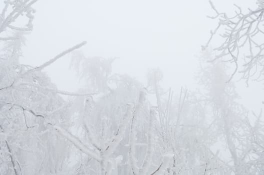 Freezing rain or sleet covered the trees and surface in a park forest