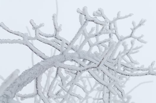 Freezing rain or sleet covered the trees and surface in a park forest