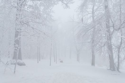 Freezing rain or sleet covered the trees and surface in a park forest