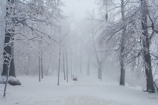 Freezing rain or sleet covered the trees and surface in a park forest