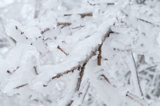 Freezing rain or sleet covered the trees and surface in a park forest